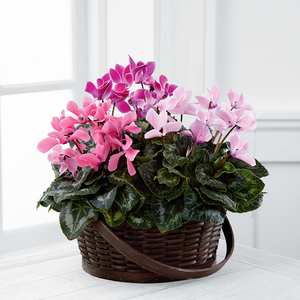 Mixed Cyclamen Planter – Amora Floral Studio, Mooresville NC
