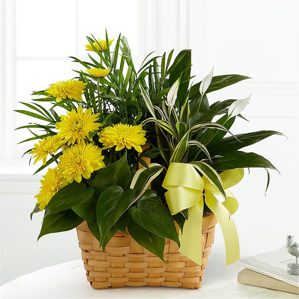 Loving Light Dishgarden – Amora Floral Studio, Mooresville NC