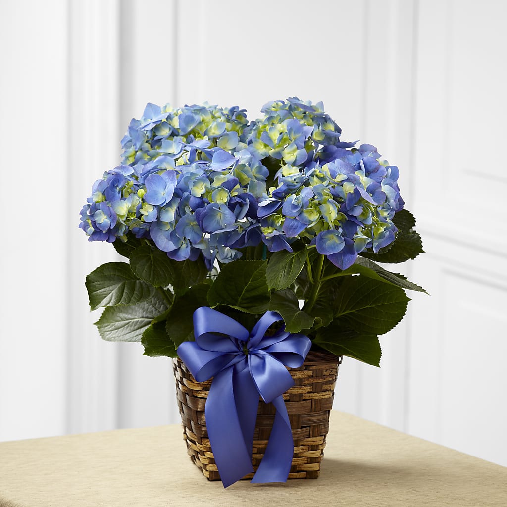 Blue Hydrangea Planter – Amora Floral Studio, Mooresville NC