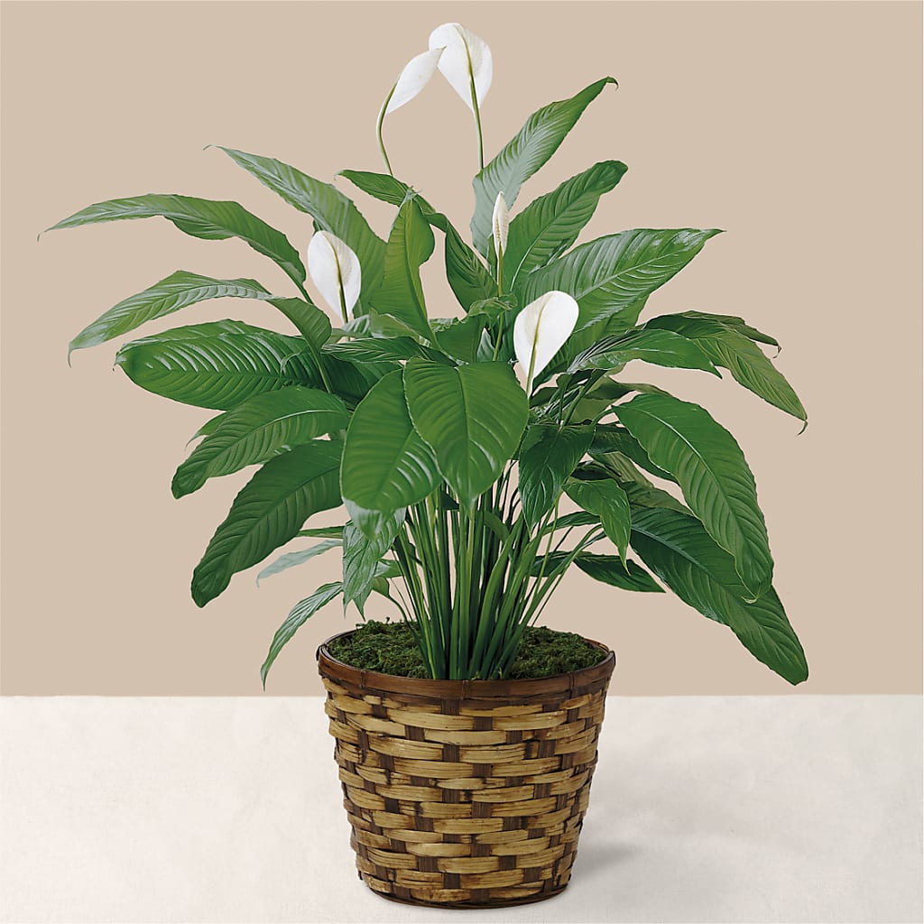 Tranquil Moments Peace Lily Plant – Amora Floral Studio, Mooresville NC