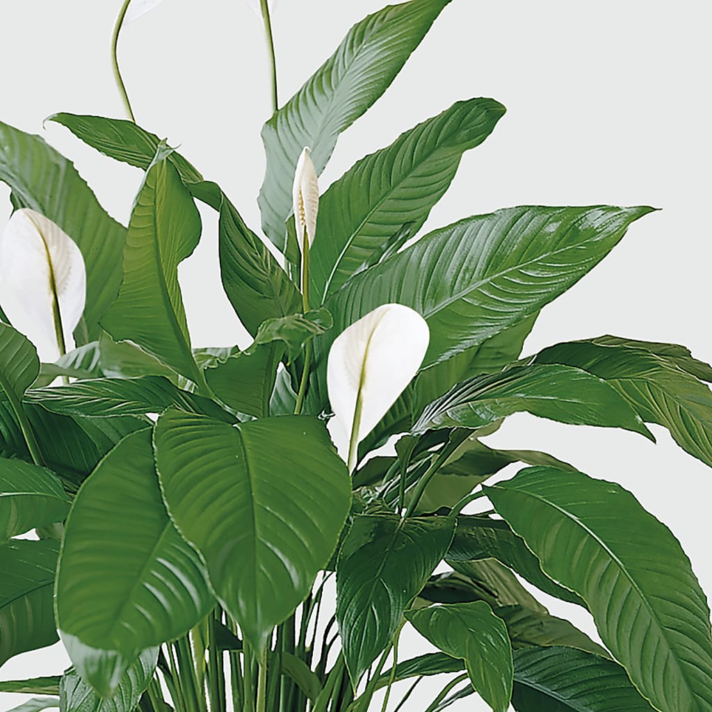 Tranquil Moments Peace Lily Plant – Amora Floral Studio, Mooresville NC