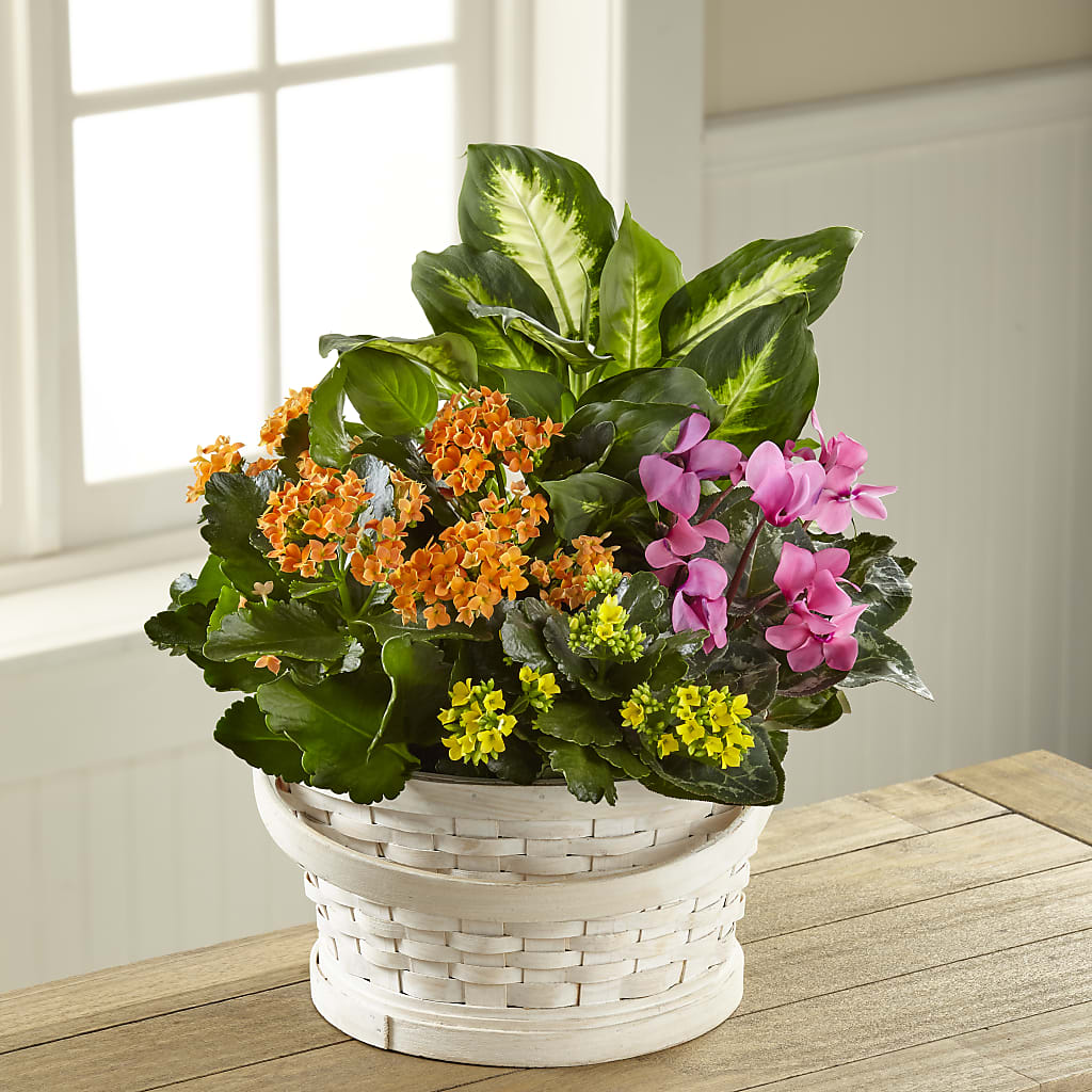 Color Crush Dishgarden – Amora Floral Studio, Mooresville NC