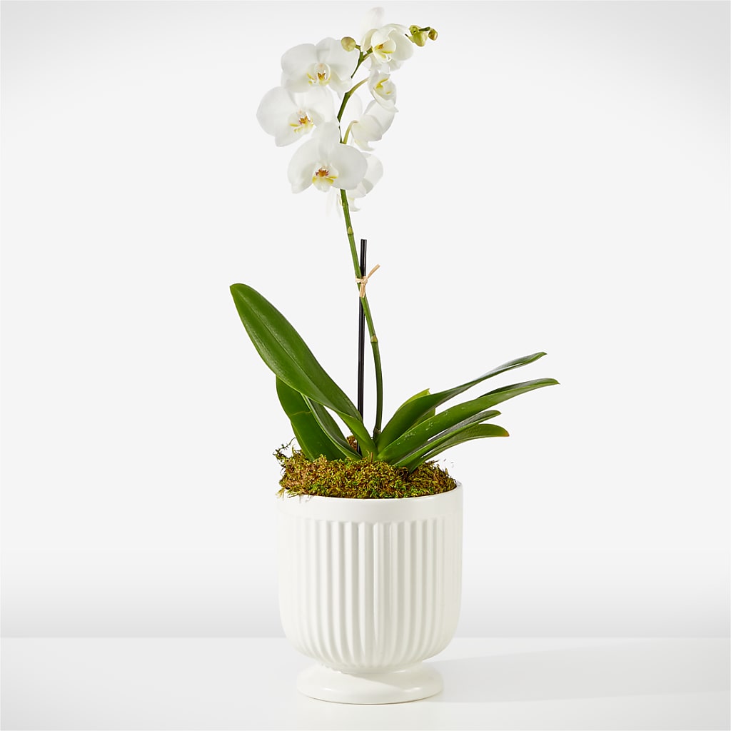 Whispering White Orchid – Amora Floral Studio, Mooresville NC