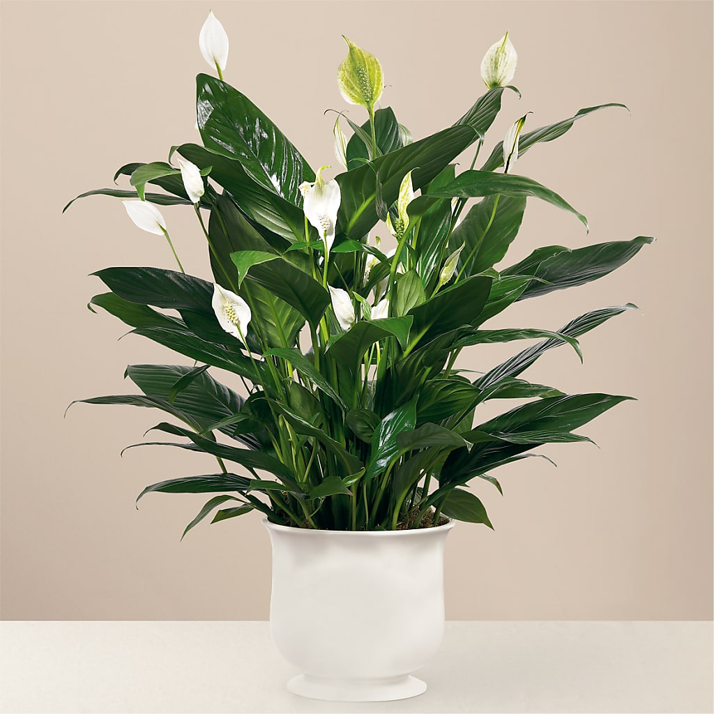 Comfort Planter – Amora Floral Studio, Mooresville NC