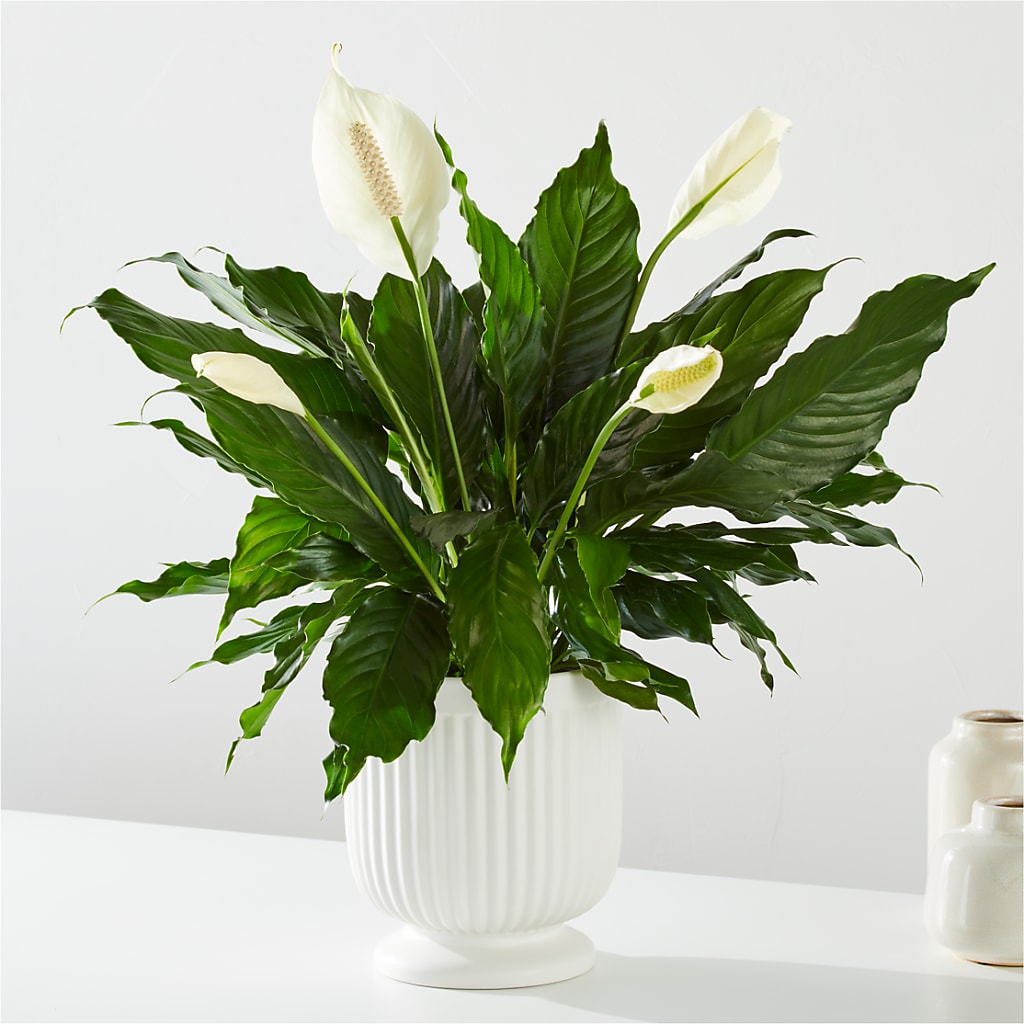 Comfort Planter – Amora Floral Studio, Mooresville NC