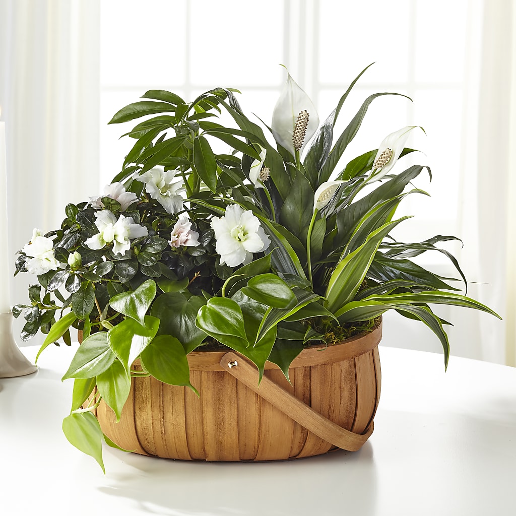 Serene Dishgarden – Amora Floral Studio, Mooresville NC