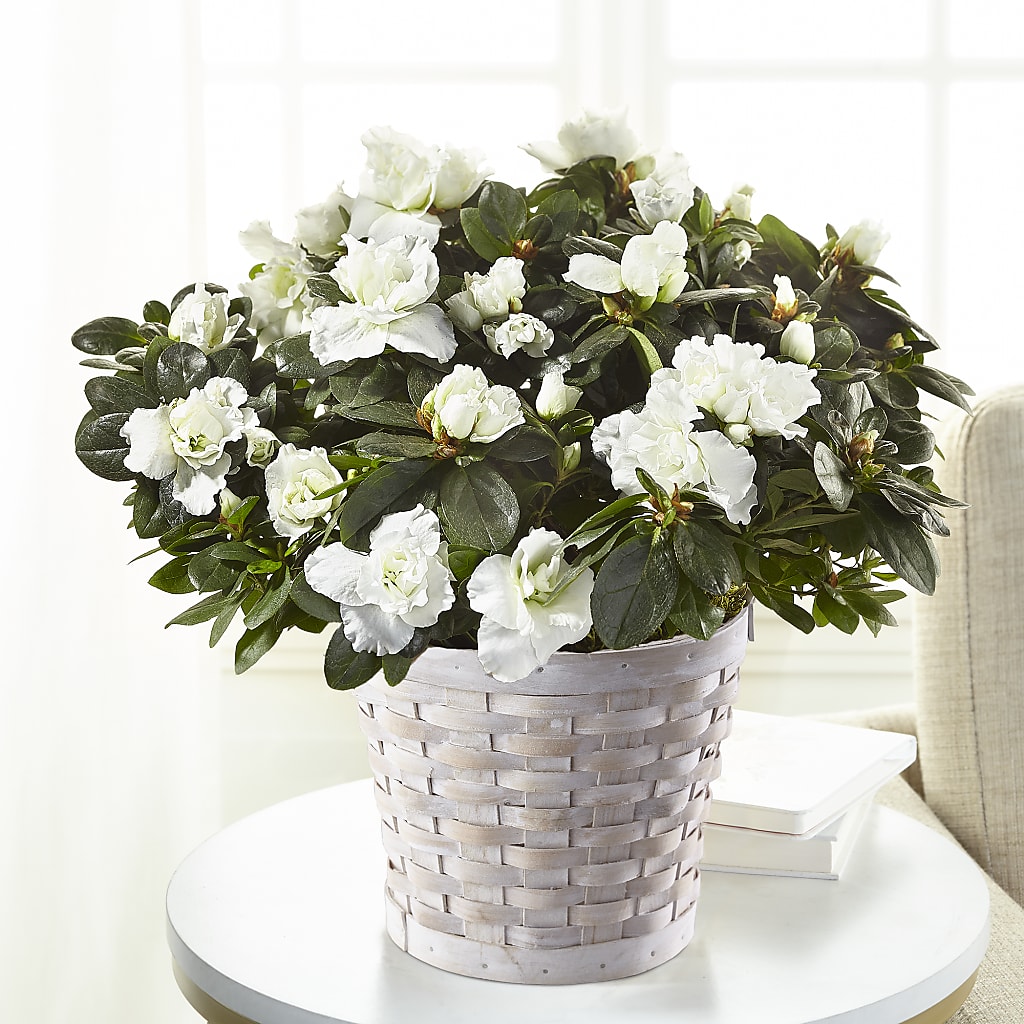 White Azalea Plant – Amora Floral Studio, Mooresville NC
