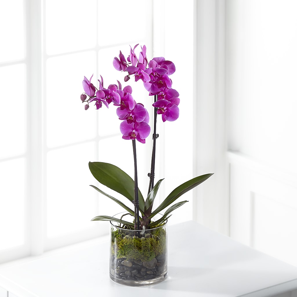 Pink Orchid Plant – Amora Floral Studio, Mooresville NC