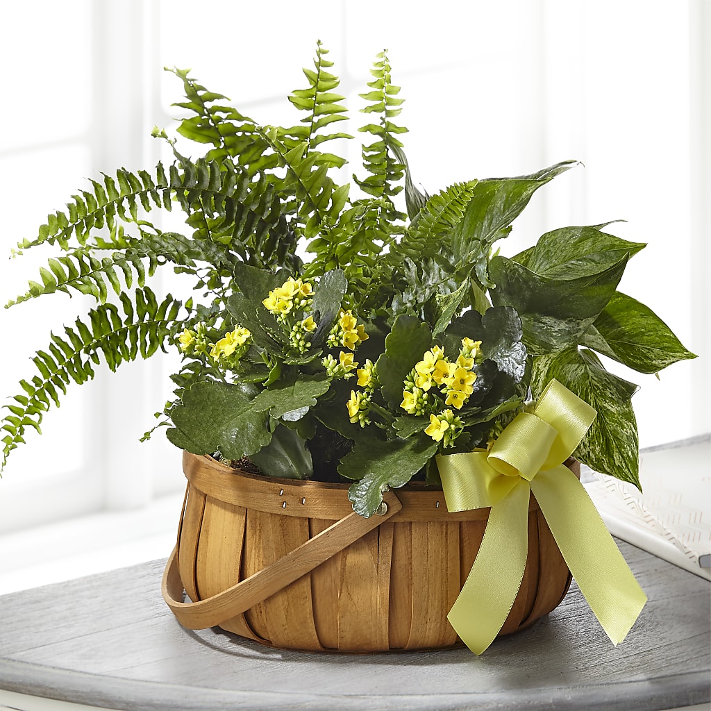 Always Dear Dishgarden – Amora Floral Studio, Mooresville NC