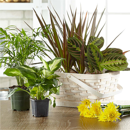 Florist Designed Blooming and Green Plants in a Basket –  Amora Floral Studio, Mooresville NC