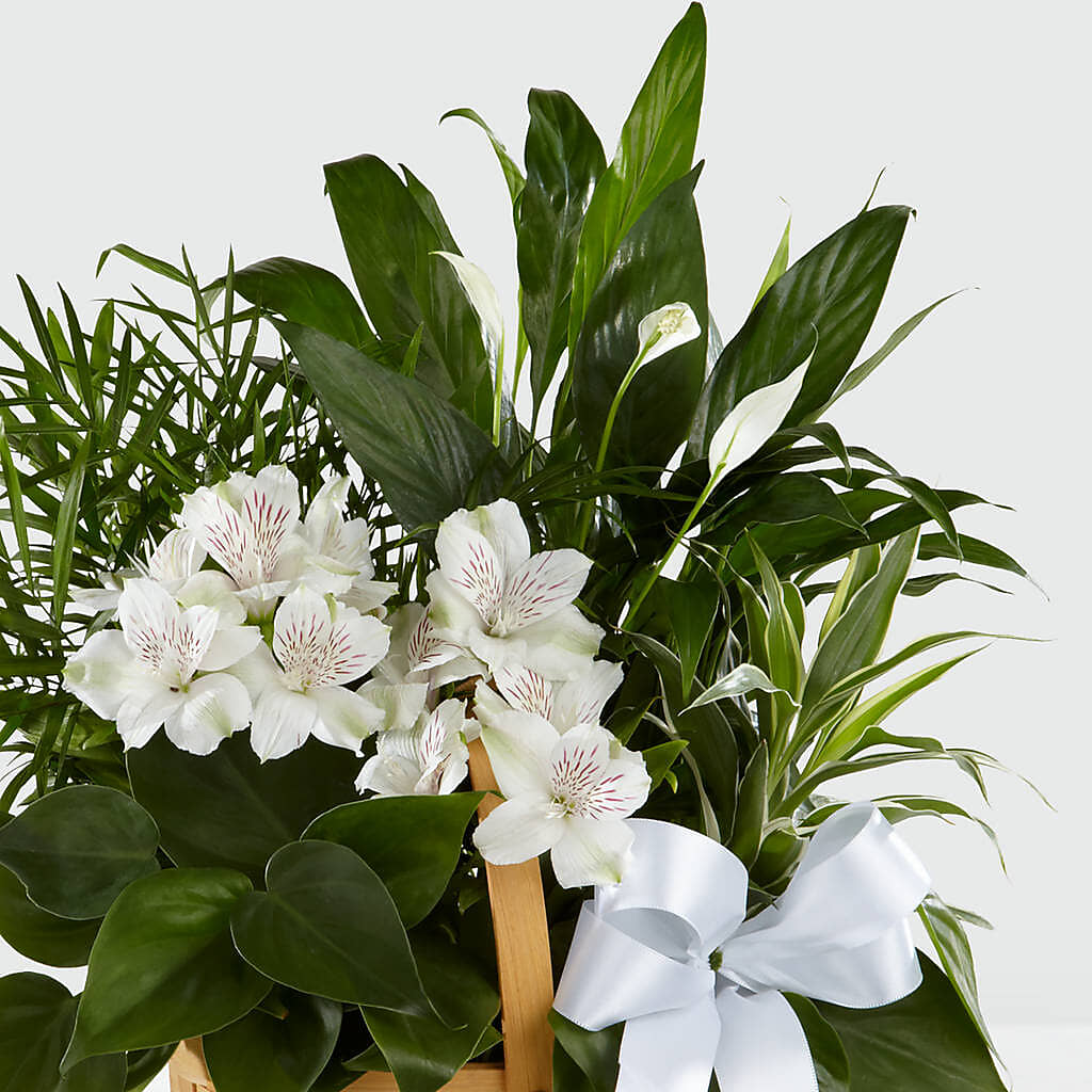 Peace & Serenity Dishgarden –  Amora Floral Studio, Mooresville NC