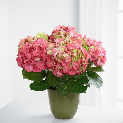 Pink Hydrangea Planter –  Amora Floral Studio, Mooresville NC