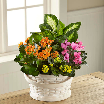 Color Crush Dishgarden –  Amora Floral Studio, Mooresville NC