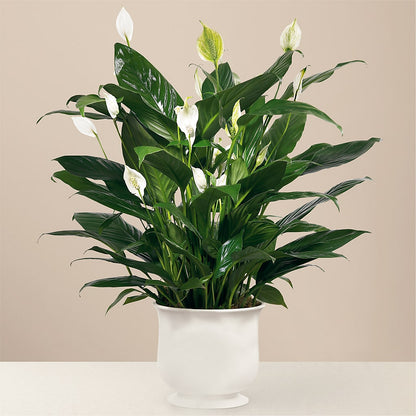 Comfort Planter –  Amora Floral Studio, Mooresville NC