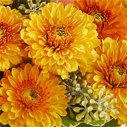 Peachy Pumpkin –  Amora Floral Studio, Mooresville NC
