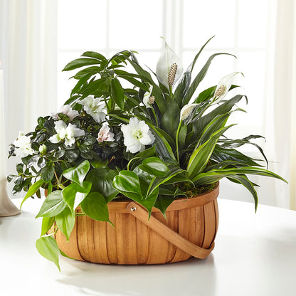 Serene Dishgarden –  Amora Floral Studio, Mooresville NC