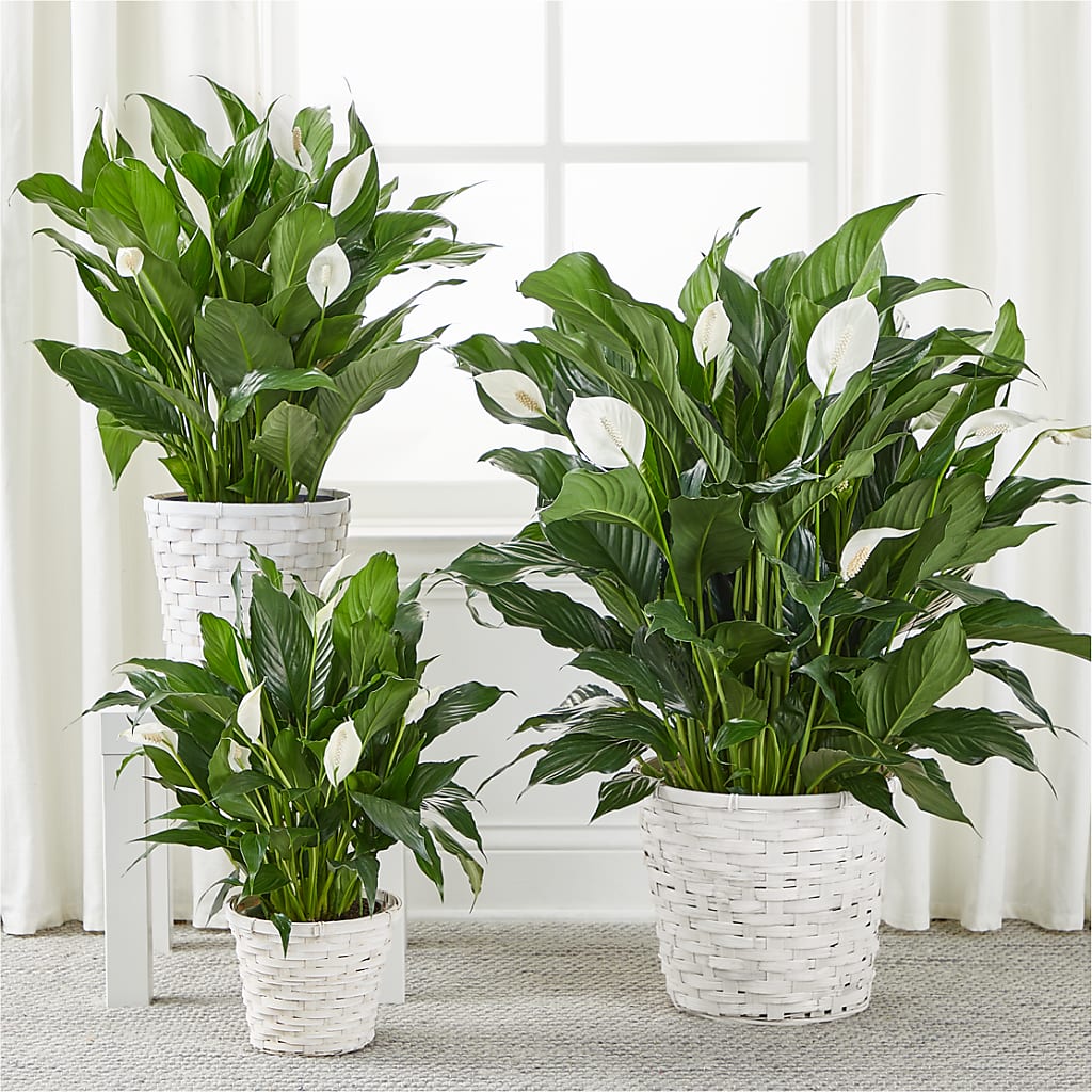 A New Leaf Peace Lily –  Amora Floral Studio, Mooresville NC